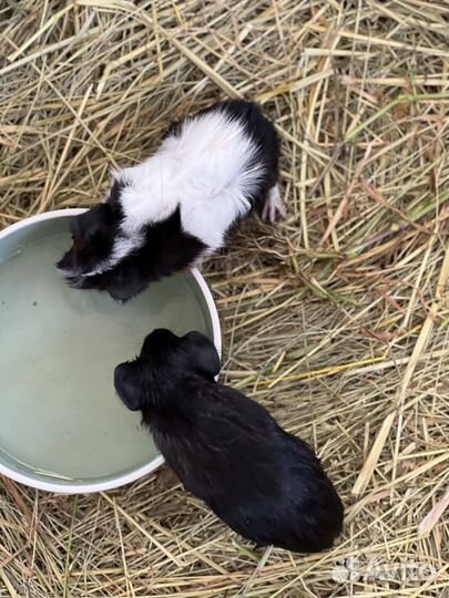 Морская свинка абиссинская розеточная