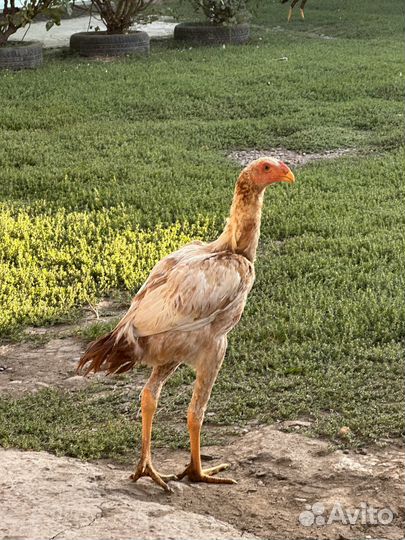 Бойцовые петухи