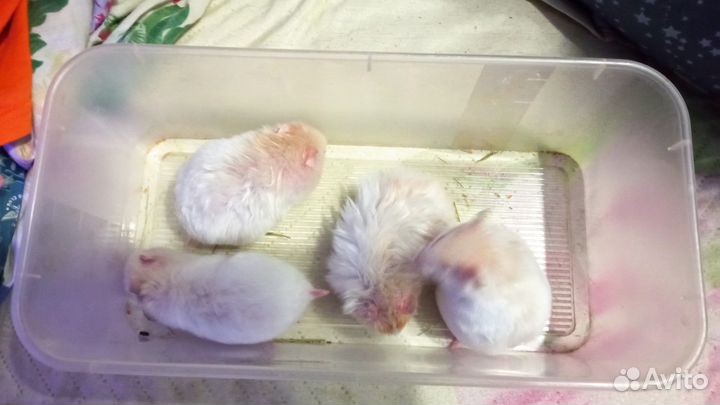 Сирийский хомяк