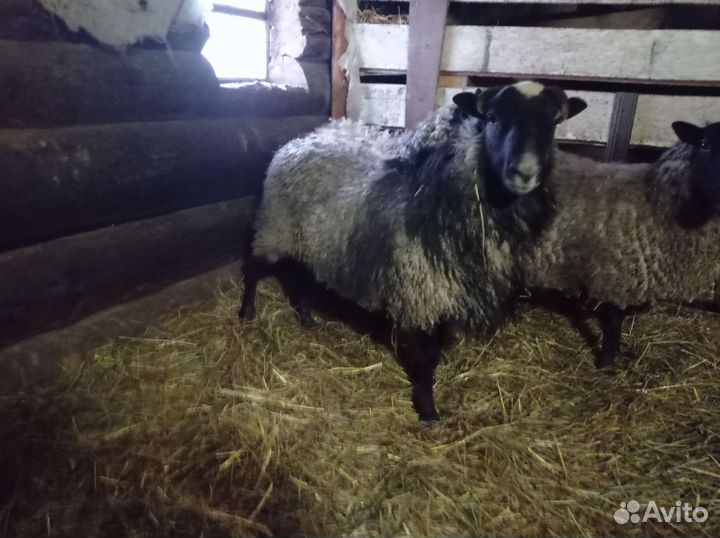 Овцы бараны