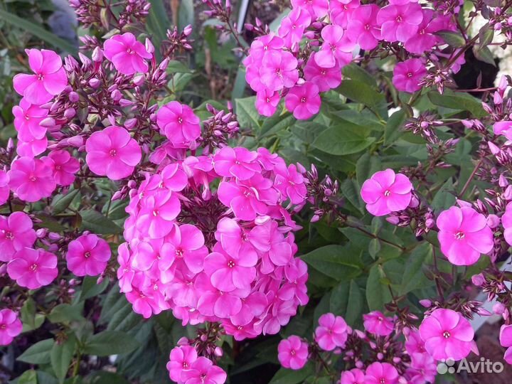 Флоксы многолетние