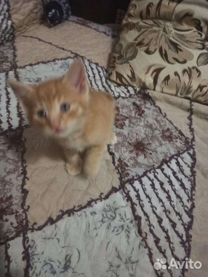 Кошки в добрые руки бесплатно