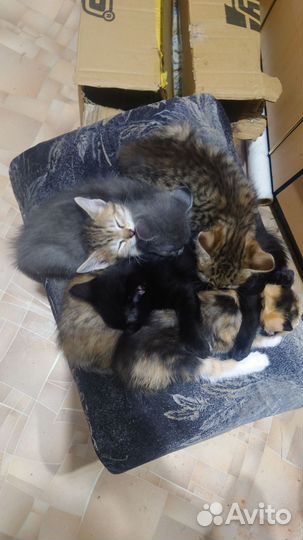 Котята