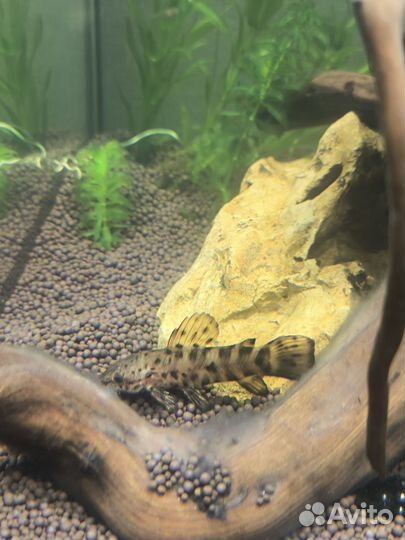 Сомик таракатум