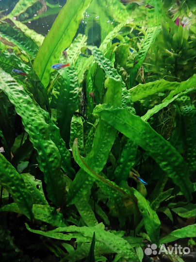 Аквариумное растение