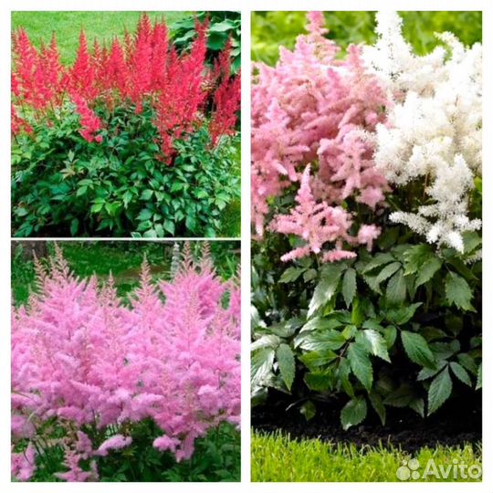 Многолетние растения и цветы