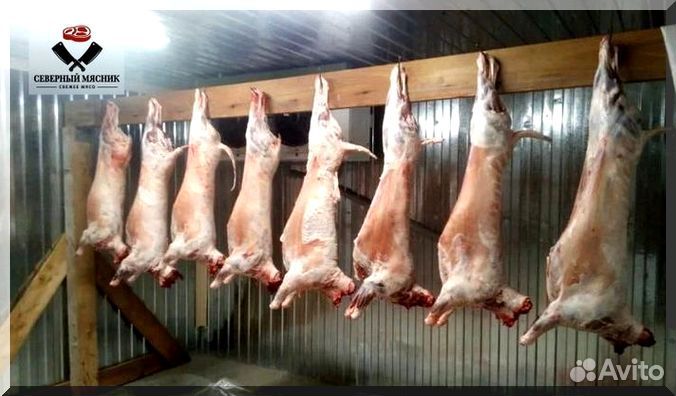 Мясо баранина тушка