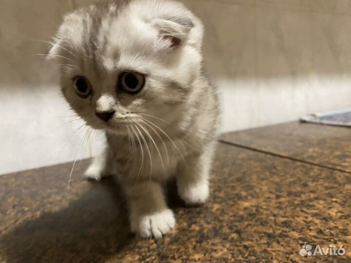 Шатланские вислоухие котята