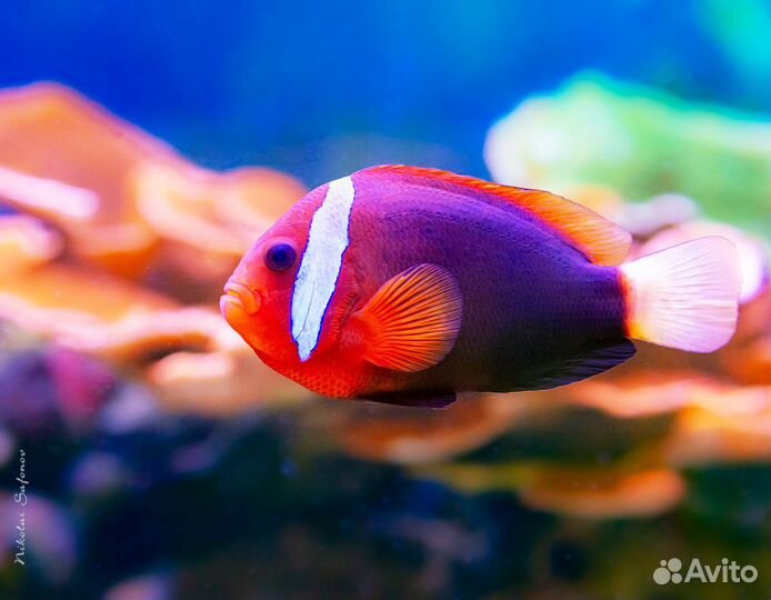 Клоун френатус (томатный красный) L-XL