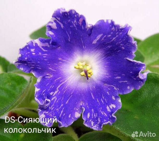 Детки фиалок