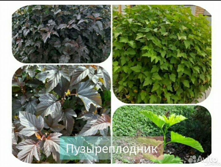 Саженцы пузыреплодник