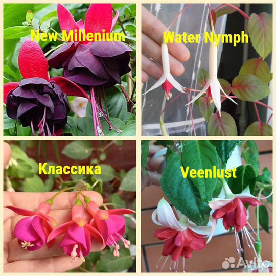 Фуксия