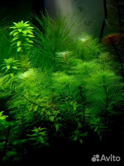 Аквариумные растения