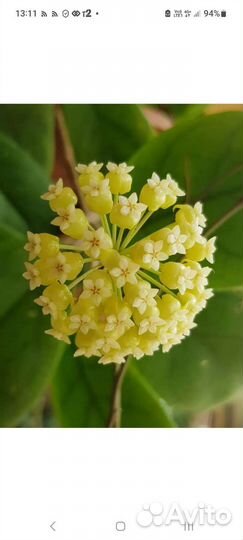 Хойя карноза, хойя виола, хойя merrillii,кентиана