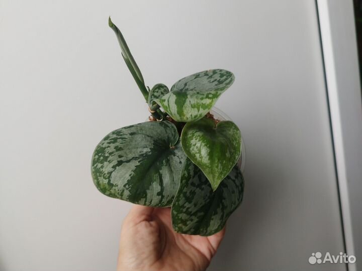 Сциндапсус пиктус,Голден потос