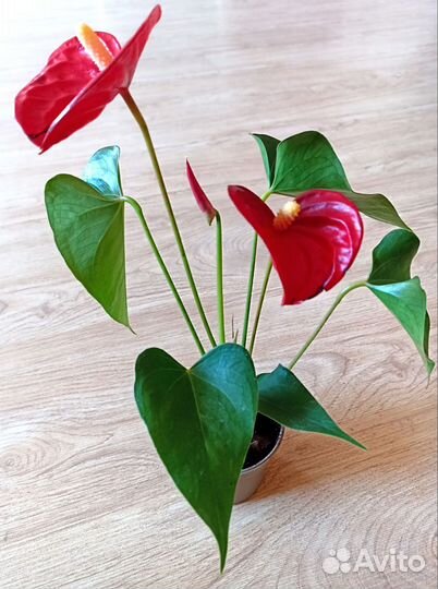 Антуриум Андре красный