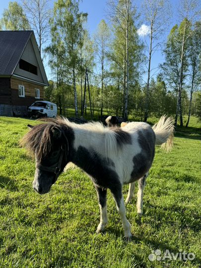 Шетлендский пони