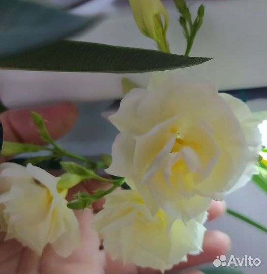 Олеандр, аглаонема