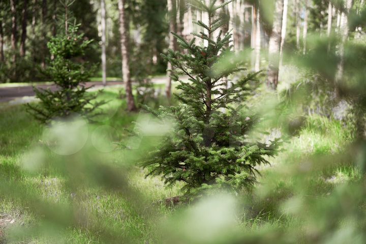 Участок 16,9 сот. (ИЖС)