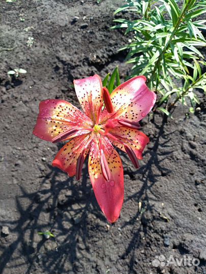 Лилии многолетние