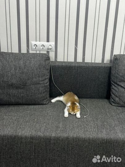 Шотландские котенок