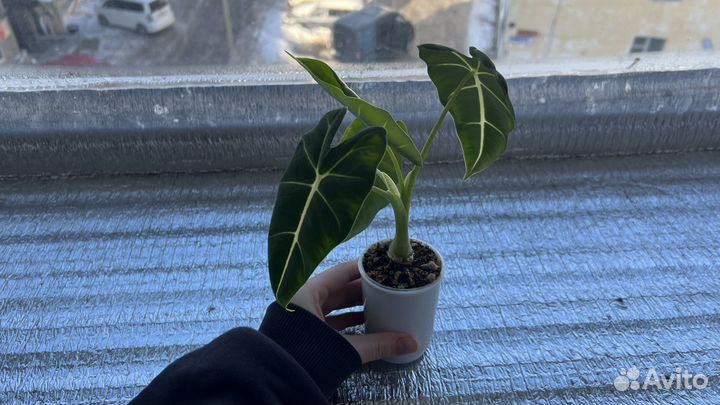 Алоказия Мишольца