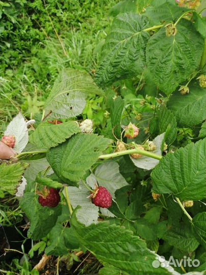 Малина ремонтантная