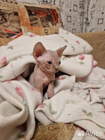 Канадский сфинкс котенок
