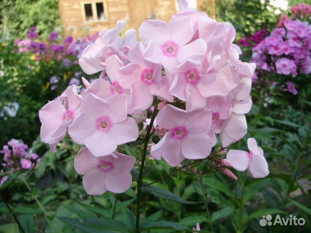 флокс моника линден белл. цветы малаховка. дикусар ольга. роза вау букет.