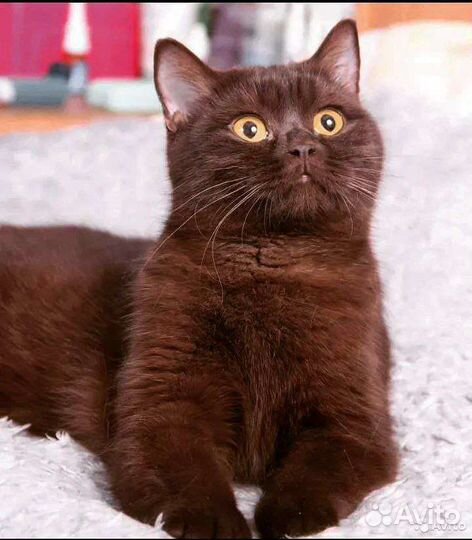 Шотландская кошка