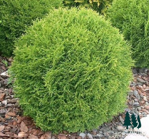 Туя шаровидная артикул t-9040