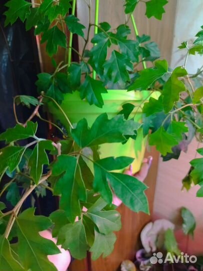 Виноград вьющийся