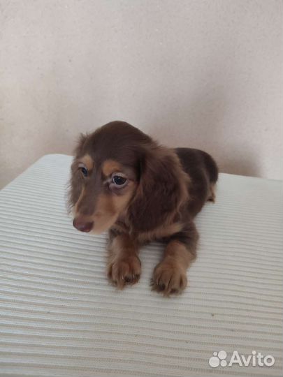 Длинношерстная миниатюрная такса