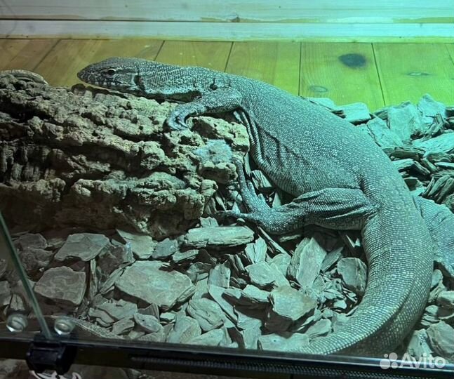 Ручная ящерица