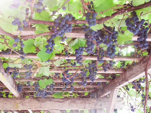 Саженцы и черенки винограда