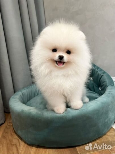 Померанский шпиц медвежьего типа белый