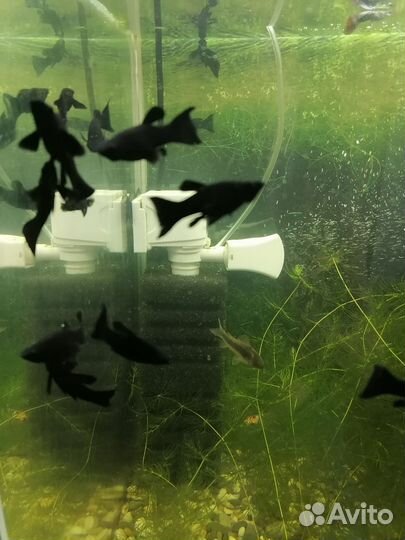 Аквариумные рыбки