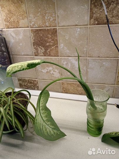 Домашние растения