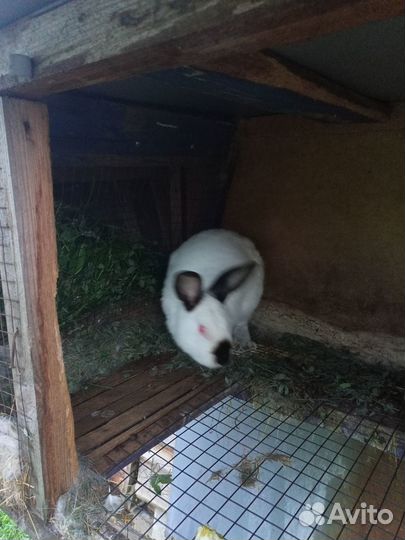 Калифорнийские кролики