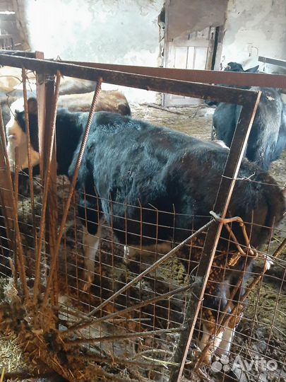 Продам 3-х бычков