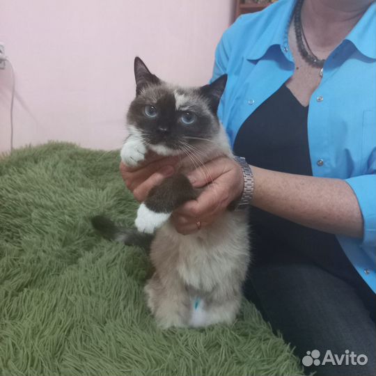 Домашние животные кошки