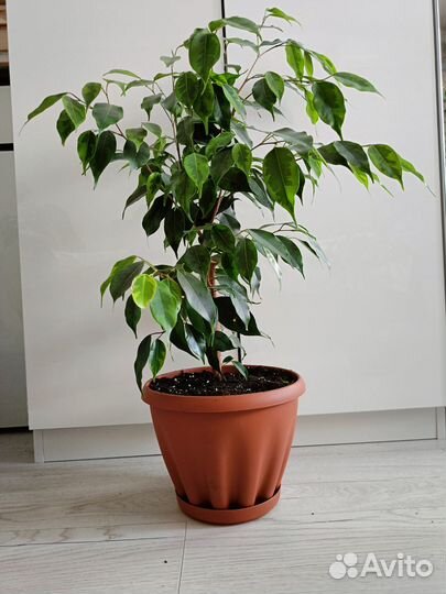 Фикус