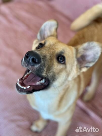 Собака в хорошие руки