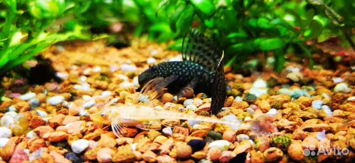 Украшения для аквариума, аквариум, рыбки