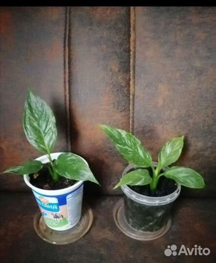 Спатифиллум домино