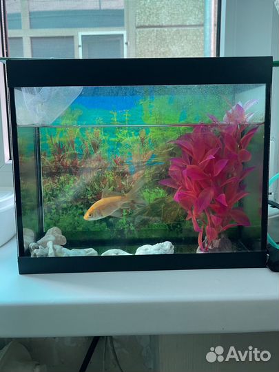 Аквариум