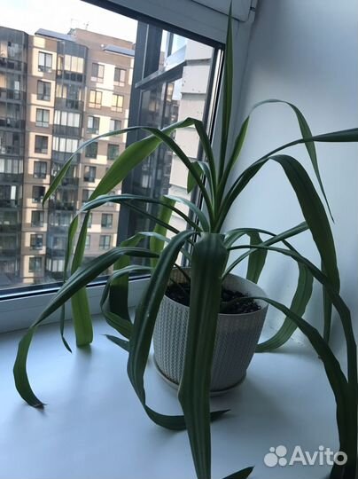 Пальма кордилина