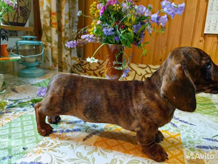 Щенок тигровой таксы