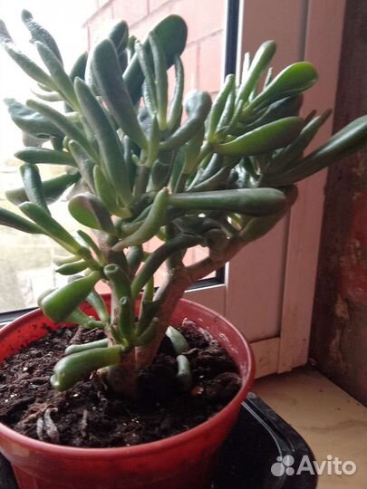 Крассула хоббит