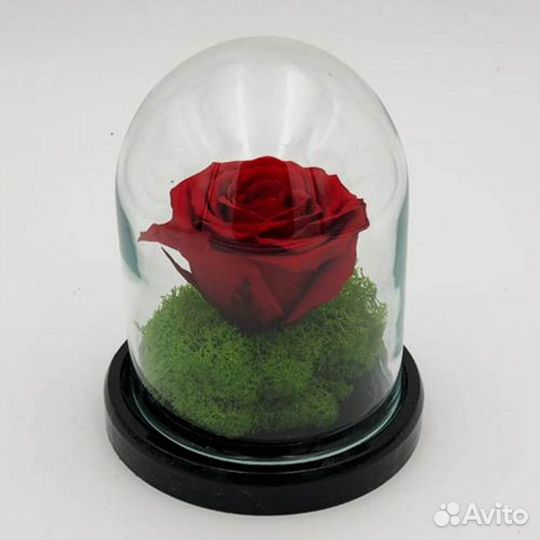 Роза в колбе. С гарантией